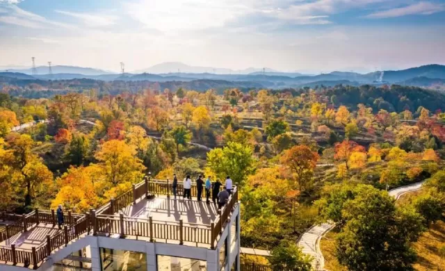 達數十萬株。每年10月底至11月中旬,霜降過後