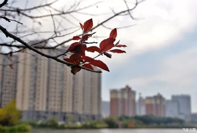焦黃的梧桐葉蜷縮在地上,方知已至深秋
