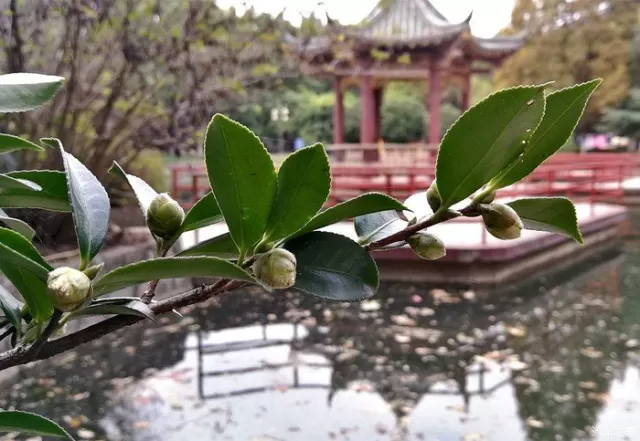 上閨女去影樓拍十周歲寫真紀念,趁此機會我偷偷的溜了出來,獨自領略著秋風蕭