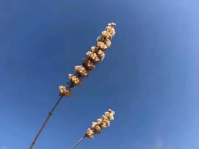 別冬日的嚴寒;燕子來了,帶來春日的呢喃;桃